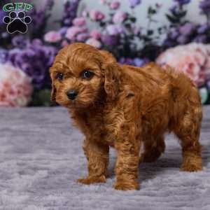 Chewy, Cavapoo Puppy